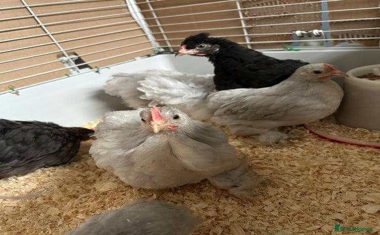 Chickens poultry - Advert 14