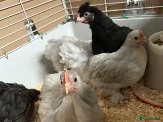 Chickens poultry ❌SOLD❌ Free Pekin cockerels and Pekin x - Advert 1