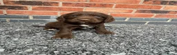 Cockapoo dogs for sale: cockapoo puppies - Advert 4