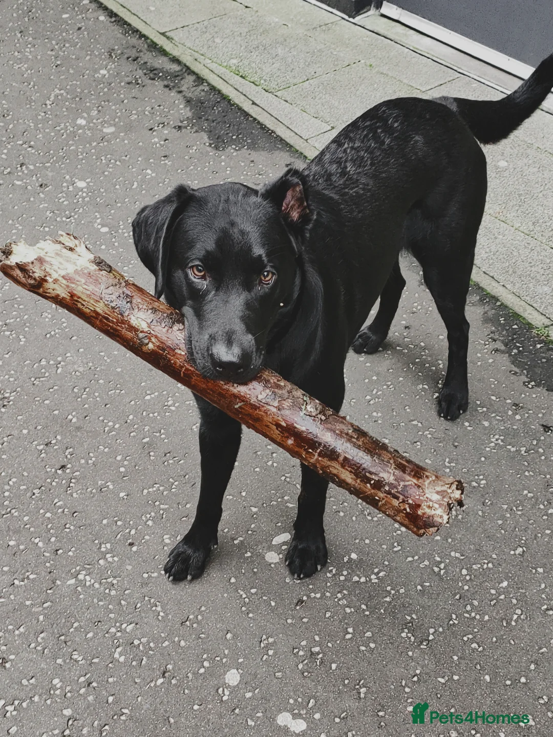 Labrador Retriever dogs for sale: Vinnie  - Advert 4