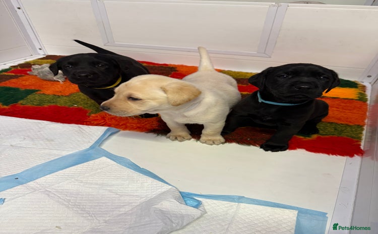Labrador Retriever dogs - Advert 12