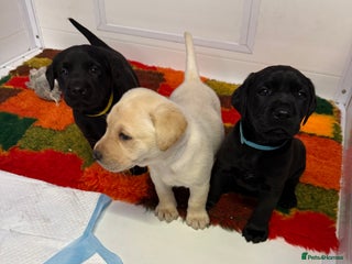 Labrador Retriever dogs - Advert 6