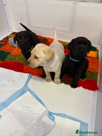 Labrador Retriever dogs - Advert 12