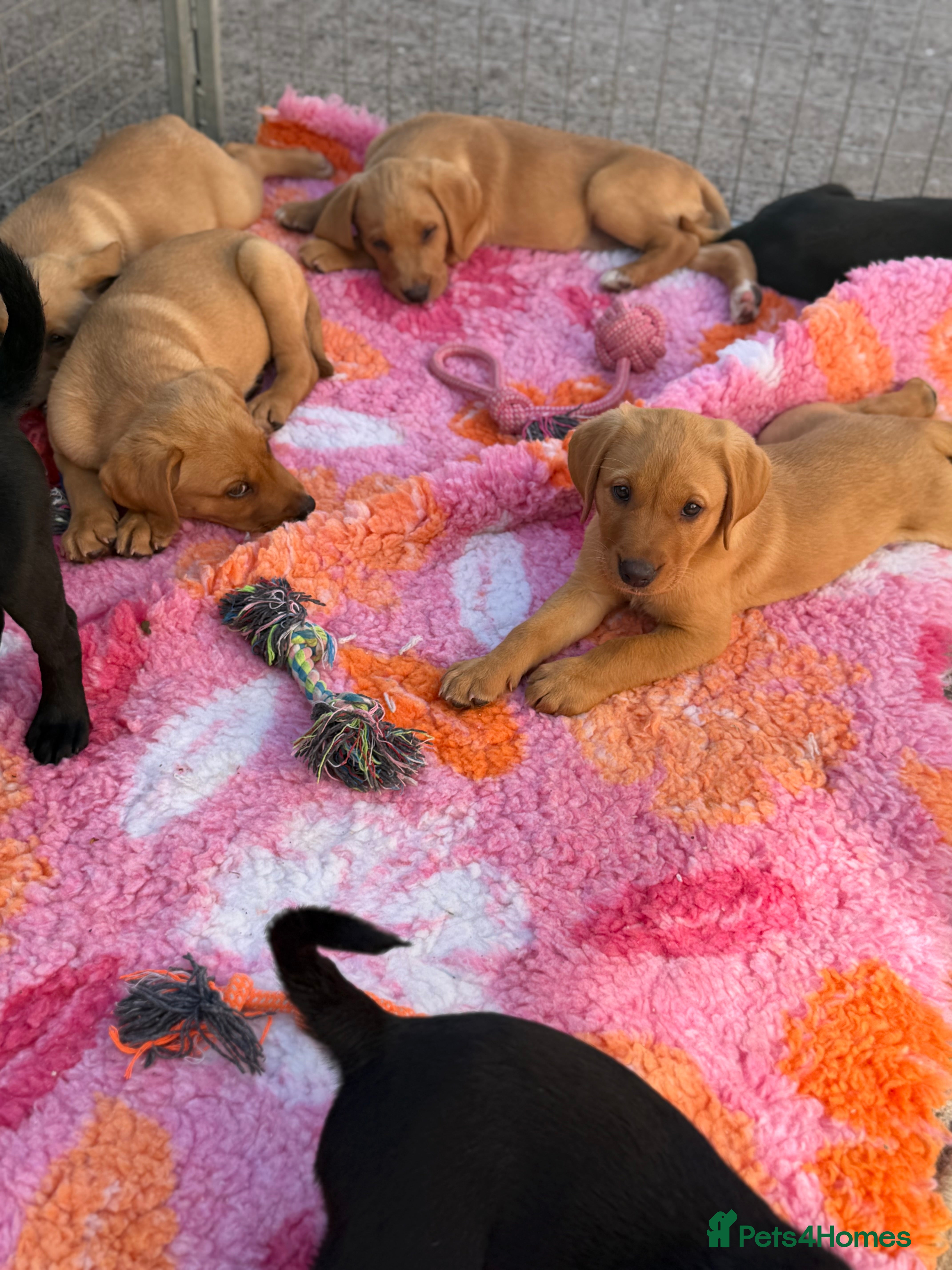 Labrador Retriever dogs 1 Male Kc reg health tested parents - Advert 2