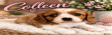 Colleen