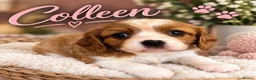 Cavalier King Charles Spaniel dogs for sale: KC Reg Cavalier Pups  - Advert 18