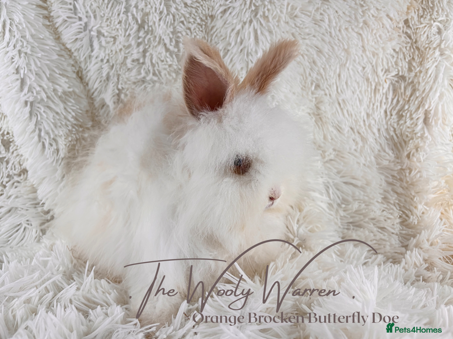 Angora rabbits for sale: Fully Vaccinated Pedigree Angoras - Advert 20