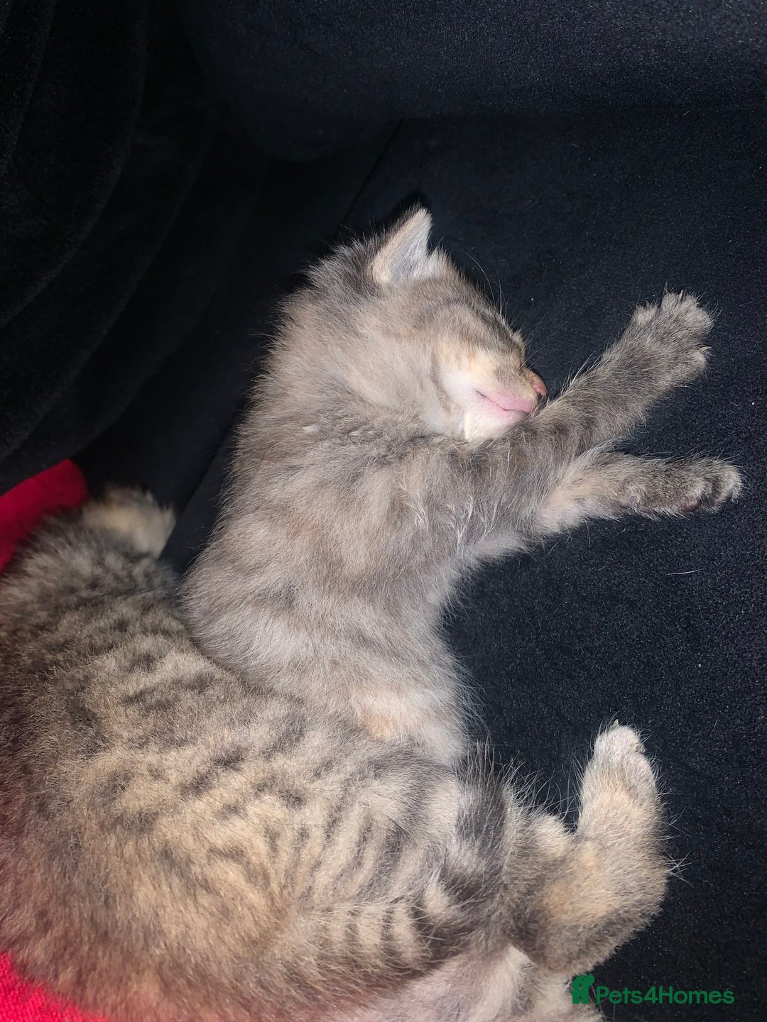 Mixed Breed cats for sale: beautiful kittens grey & ginger tortie and tabby - Advert 4