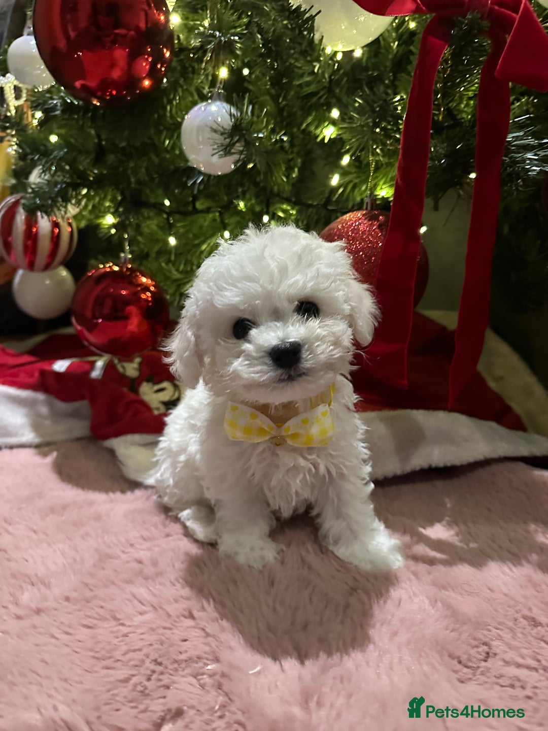 Bichon Frise dogs for sale: Pure Pedigree Champion Bloodline Bichon Frise  - Advert 11