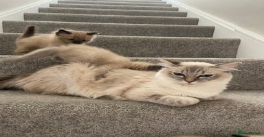 Ragdoll cats - Advert 1