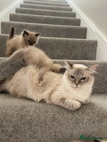 Ragdoll cats - Advert 1