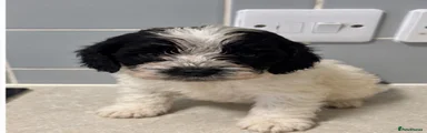 Cockapoo 1