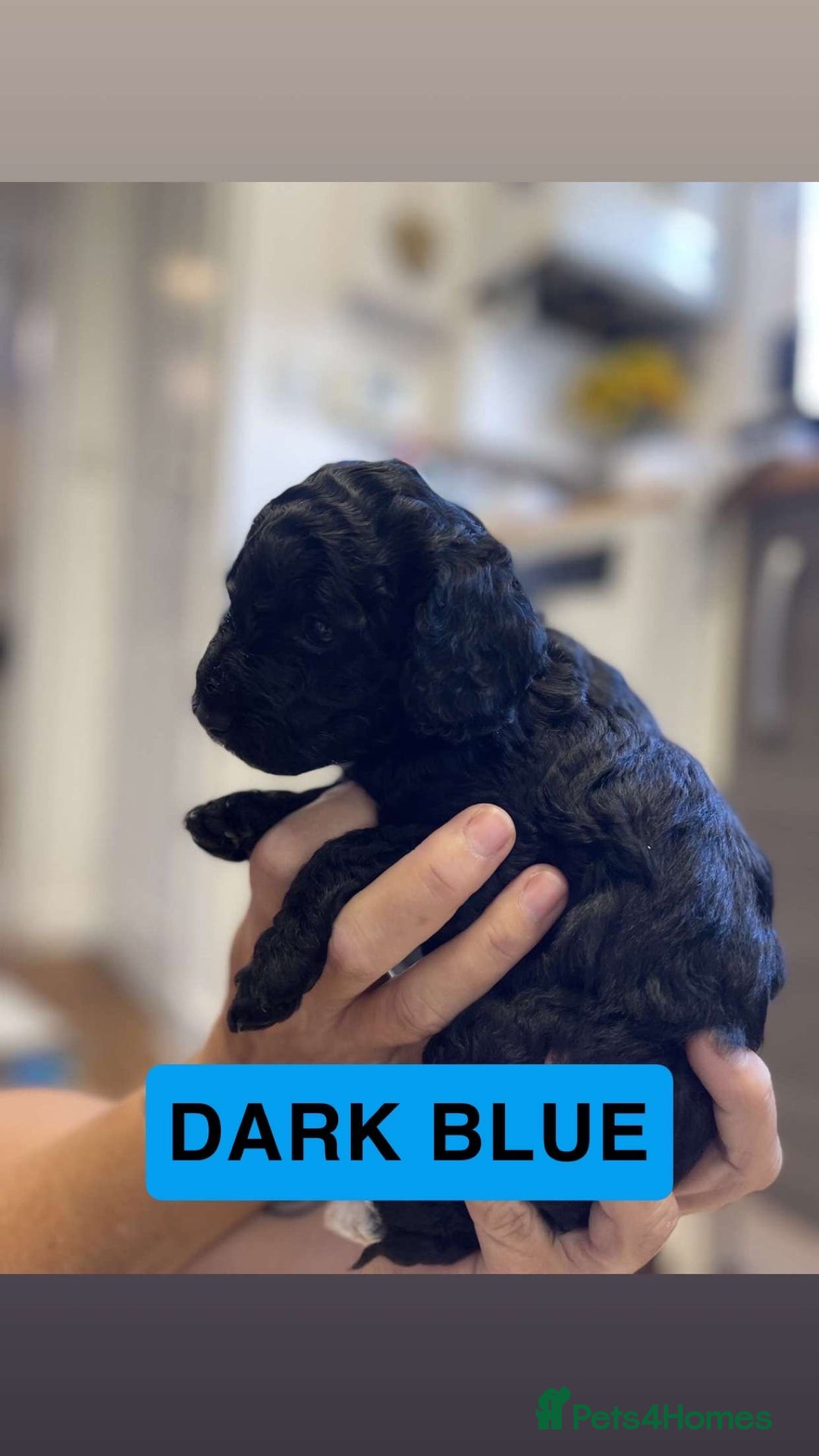 Cockapoo dogs for sale: Beautiful F1B Cockerpoos🐶 - Image 3