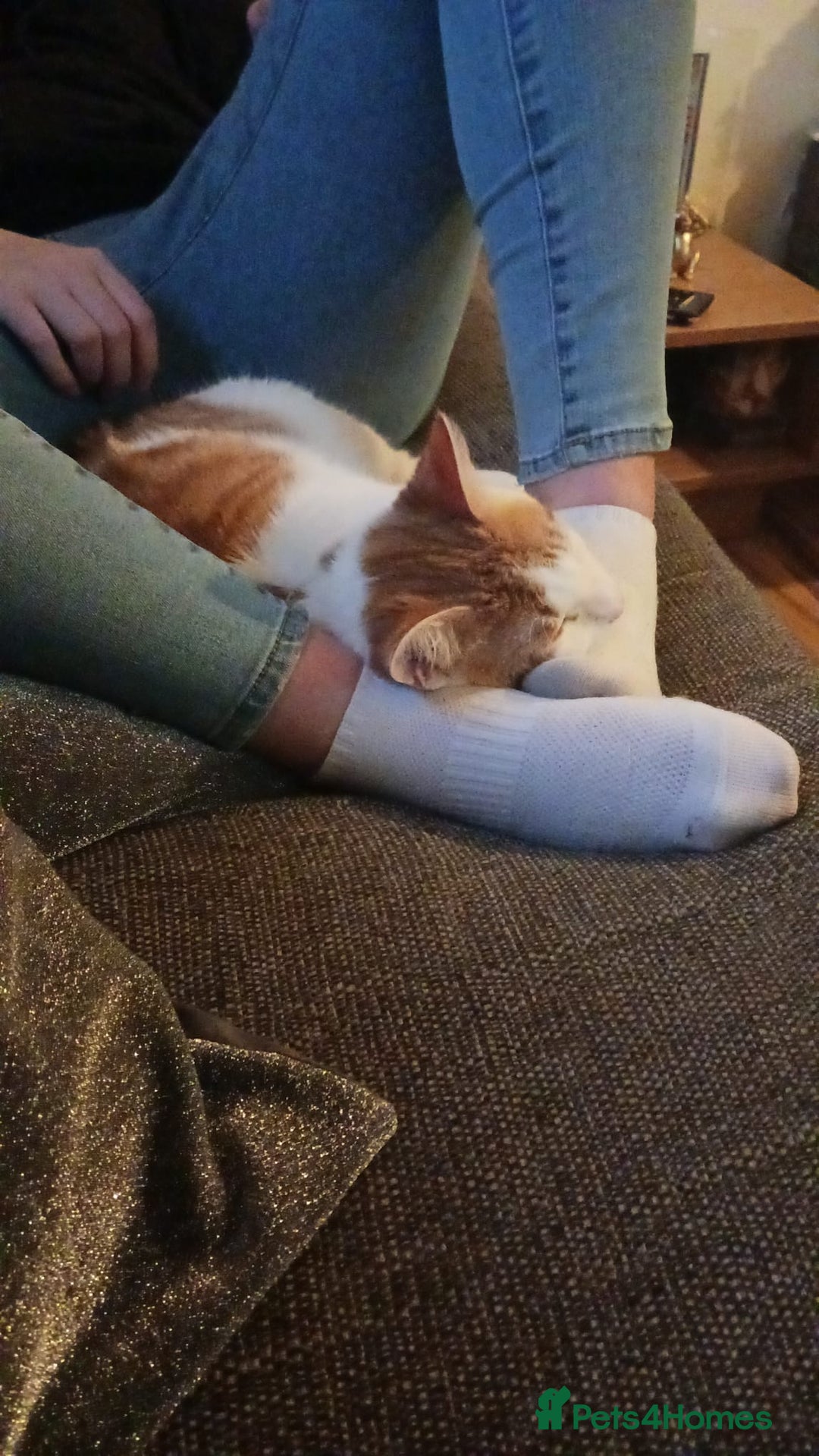 American Shorthair cats for sale:  Free Orange and White tabby cat - Advert 3