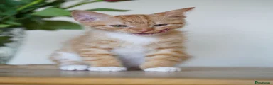 Ginger Kitten