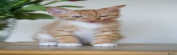 Mixed Breed cats for sale: Beautiful 12‑Week‑Old Kittens Ready for Homes - Advert 3