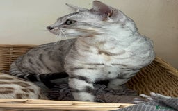 Bengal cats for sale: TICA Silver Bengal kittens - Image 16