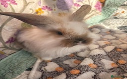 Mini Lop rabbits for sale: Indoor raised Mini lops and lion lops ~vaccinated  - Image 9
