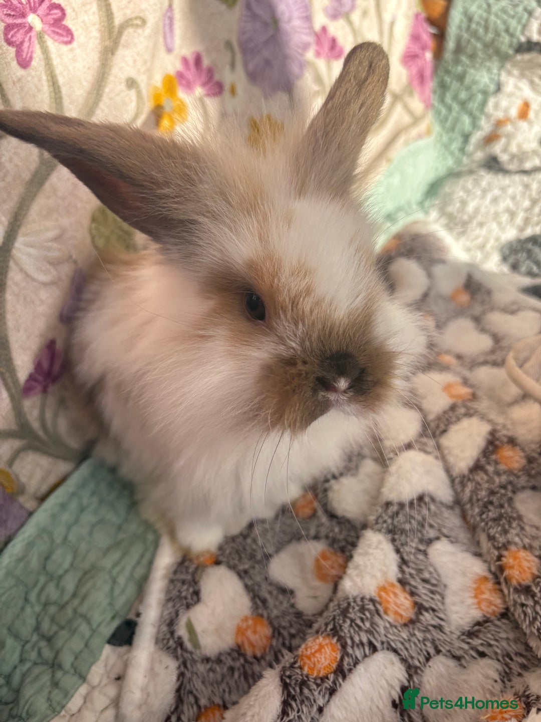 Mini Lop rabbits for sale: Indoor raised Mini lops and lion lops ~vaccinated  - Image 9