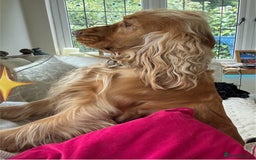 Cocker Spaniel dogs for sale: KC Show Cocker Spaniel Puppies - Due Sept  - Image 10