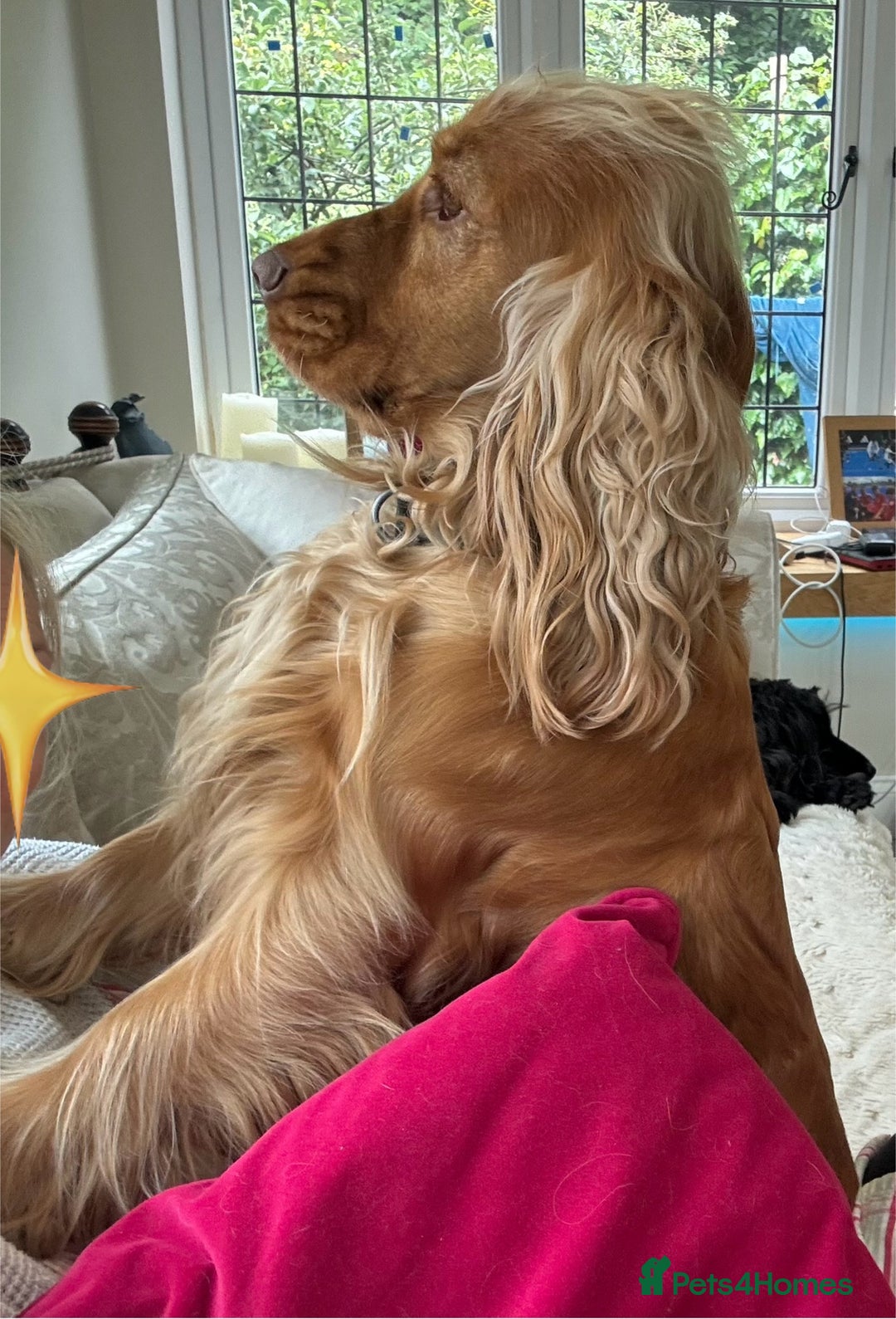 Cocker Spaniel dogs for sale: KC Show Cocker Spaniel Puppies - Due Sept  - Image 10