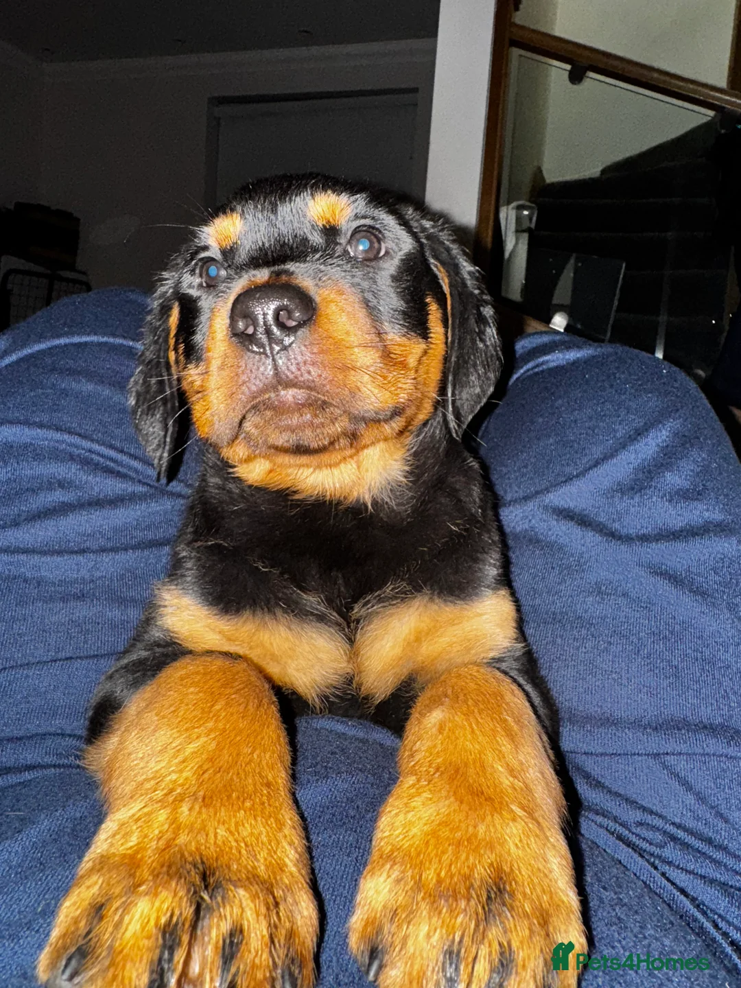 Rottweiler dogs for sale: Puppy’s ready to go - Advert 2