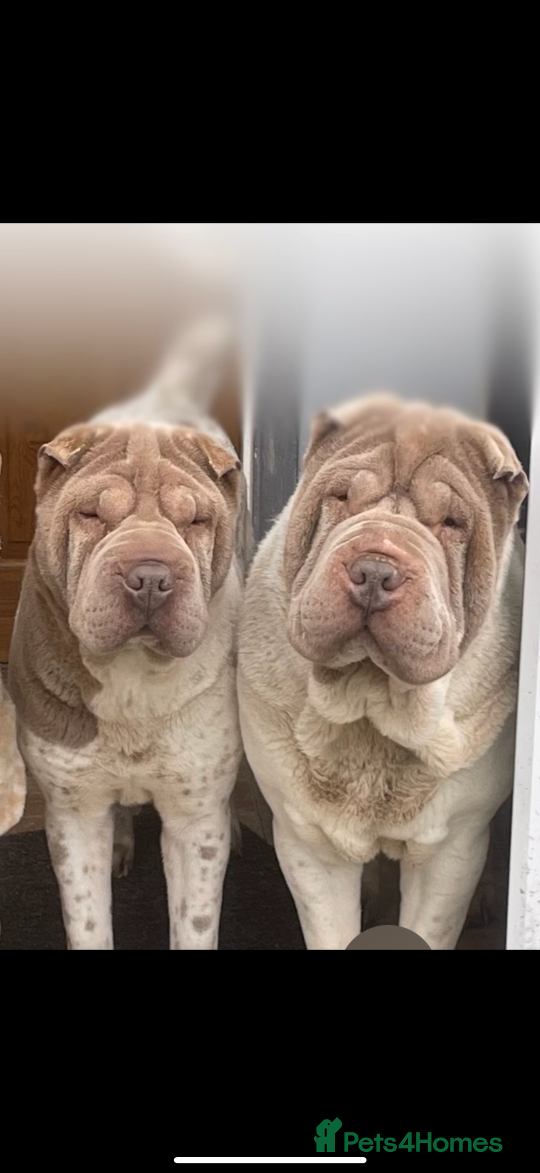 Shar Pei dogs for sale: Flower shar pai  - Image 3