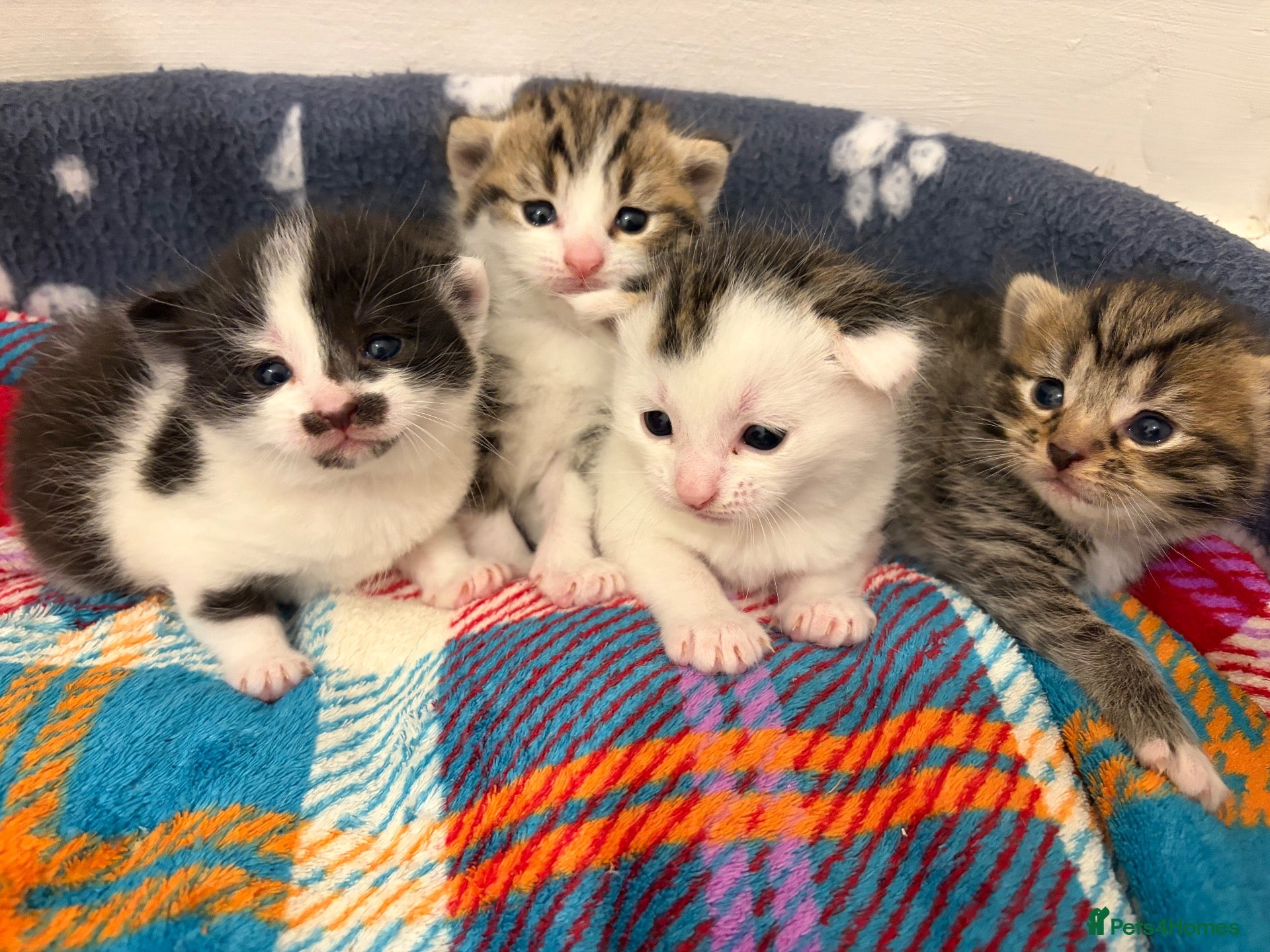Mixed Breed cats Gorgeous Bengal cross babies  - Advert 1