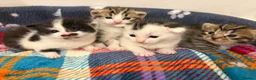 Mixed Breed cats for sale: Gorgeous Bengal cross babies  - Advert 1