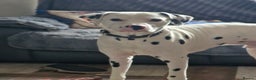 Dalmatian dogs for sale: 12 month dalmation needs a new home - Advert 7