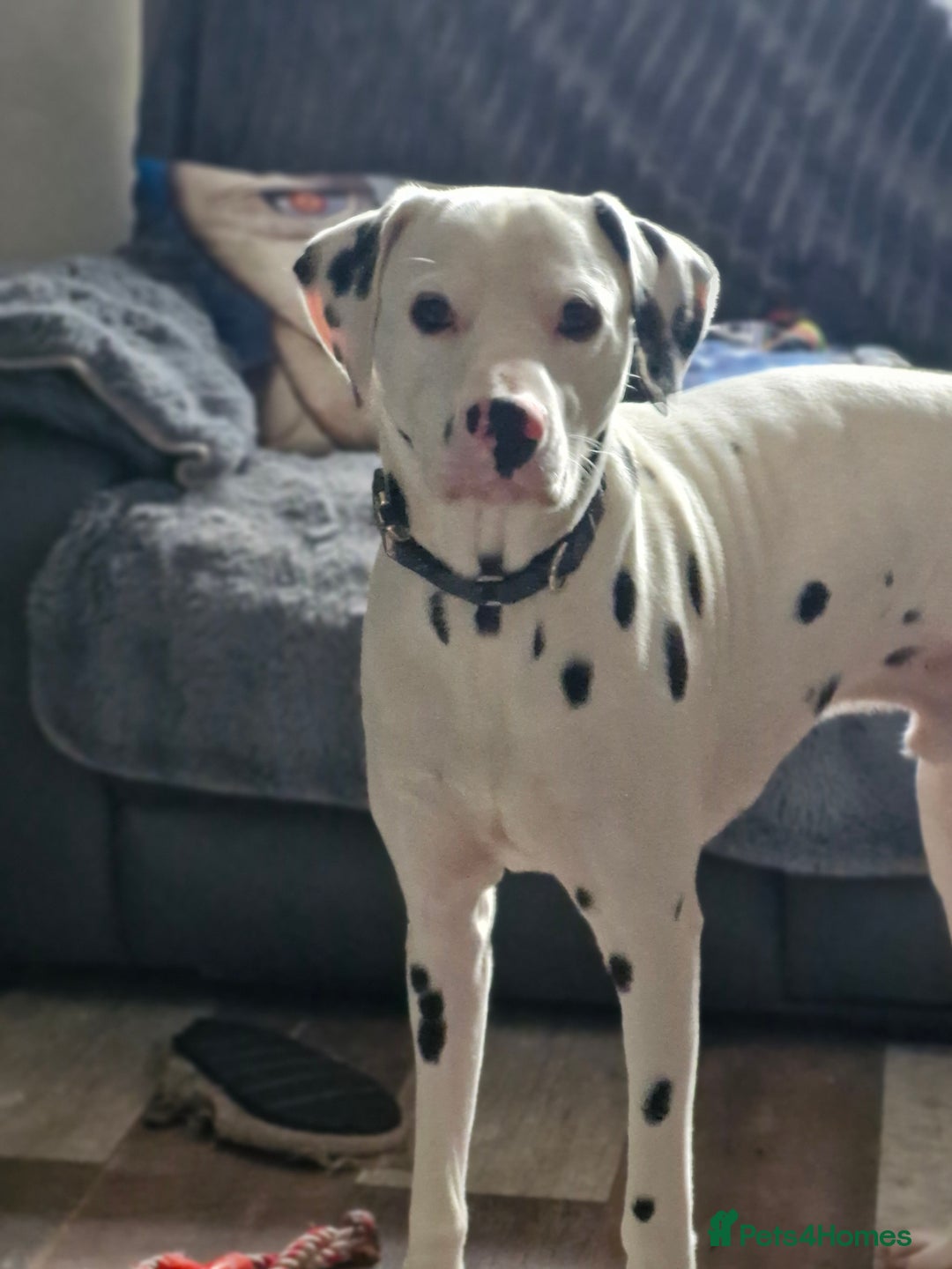 Dalmatian dogs for sale: 12 month dalmation needs a new home - Advert 7