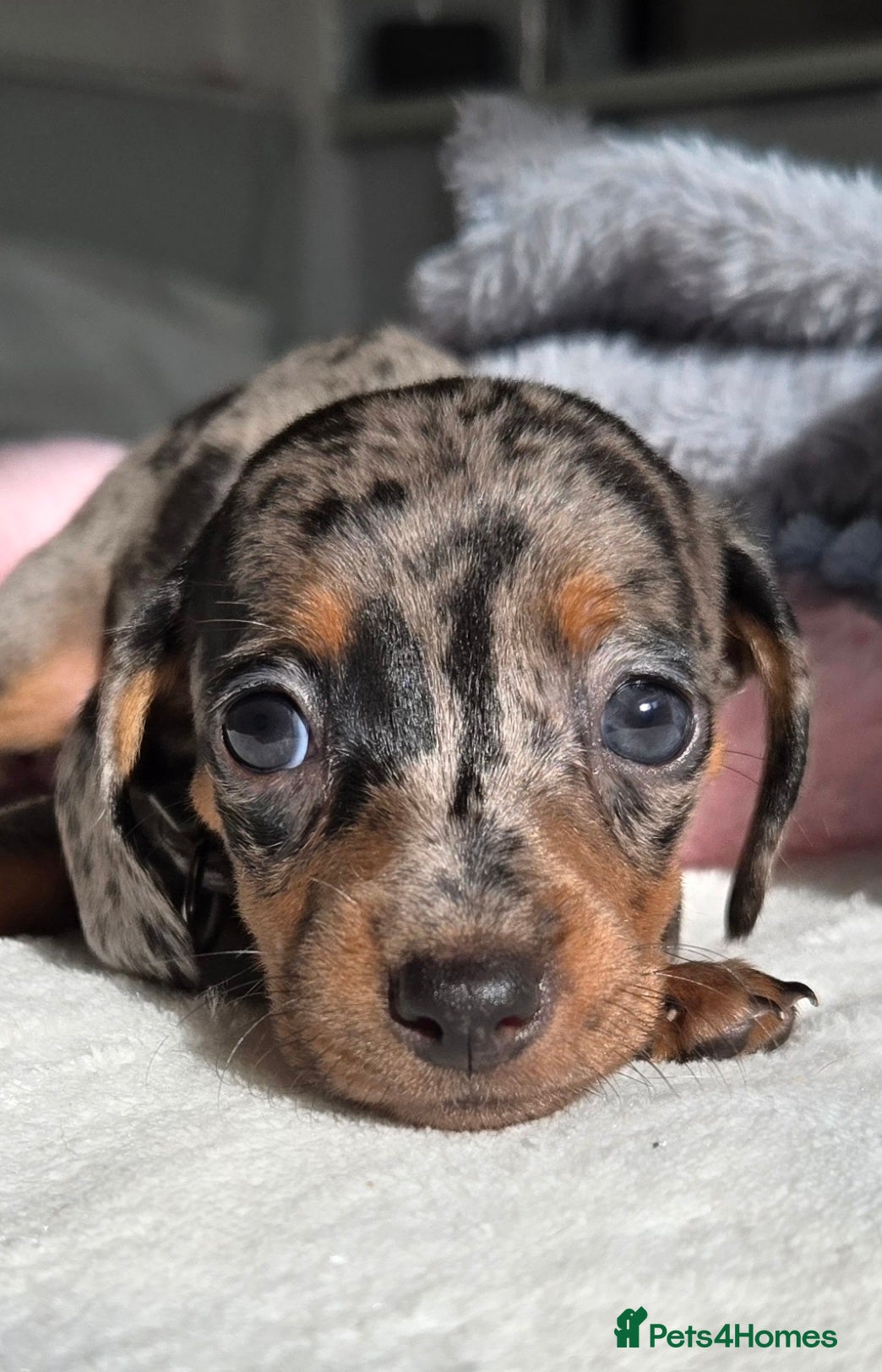 Miniature Dachshund dogs 🖤 Stunning Miniature Dachshunds 🖤 - Advert 11