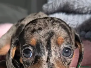 Miniature Dachshund dogs 🖤 Stunning Miniature Dachshunds 🖤 - Advert 11