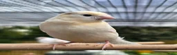 Canaries birds for sale: 4 Young Red Mosaic Donorphic Canaries for sale  - Advert 2