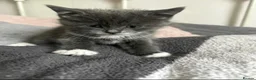 Mixed Breed cats for sale: 3 playful kittens.  - Advert 8
