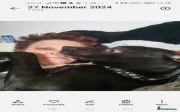 Mixed Breed dogs for sale:  lurcher pocket bully cross  - Image 5