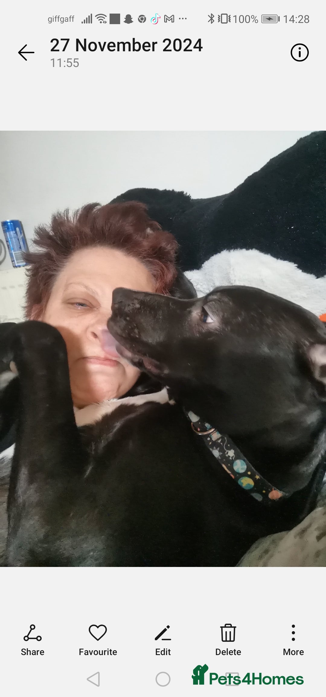 Mixed Breed dogs for sale:  lurcher pocket bully cross  - Image 5