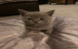 Scottish Fold cats for sale: Beautiful Scottish fold kittens - Image 4