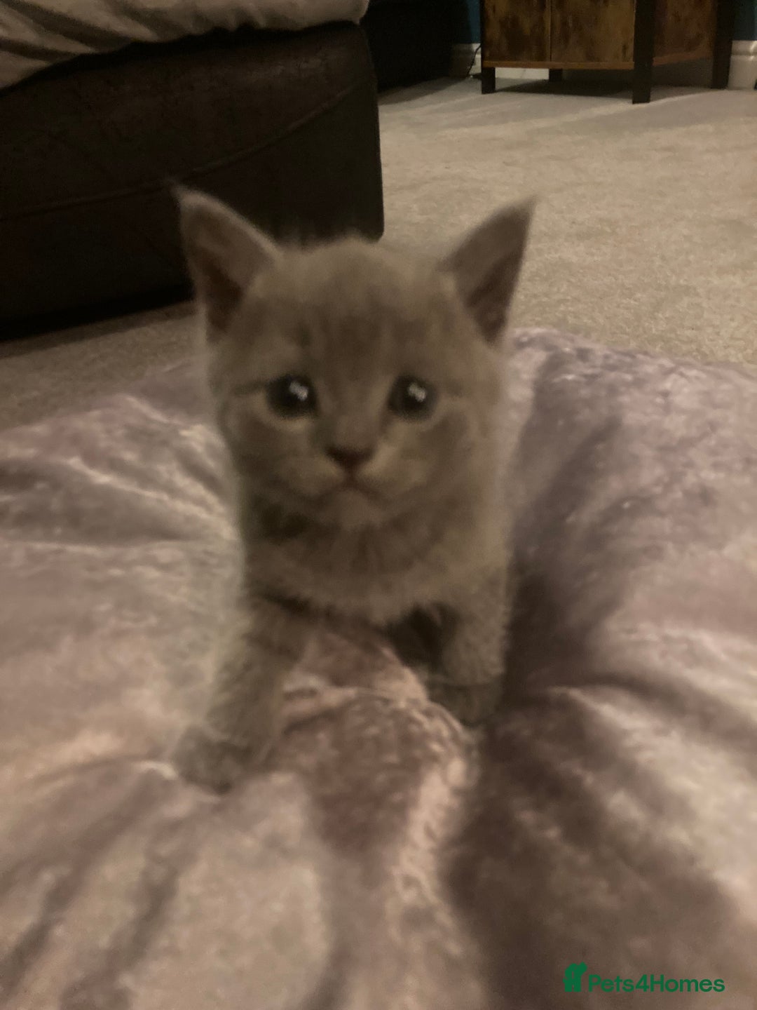 Scottish Fold cats for sale: Beautiful Scottish fold kittens - Image 4