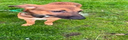 Mixed Breed dogs for sale: Belgian malinois/saluki  - Advert 5