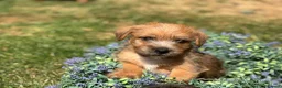 Norfolk Terrier dogs for sale: Stunning KC registered Norfolk terriers - Advert 12