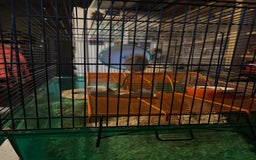 Gerbil rodents for sale: 3 Male Gerbils - Image 3