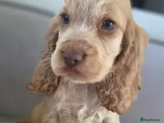 Cocker Spaniel dogs !!KC Registered Beautiful show Cocker Spaniels!!! - Advert 18