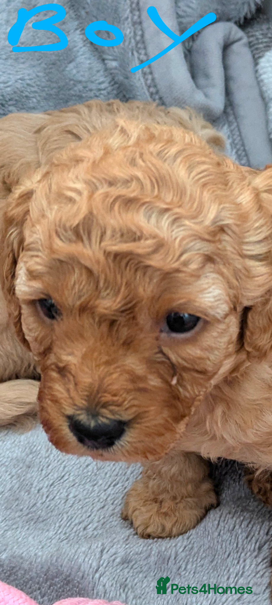 Cavapoo dogs Cavapoo f2 - Advert 3