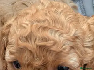 Cavapoo dogs Cavapoo f2 - Advert 3