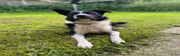 Border Collie dogs for stud: Dual registration border collie for stud  - Advert 6