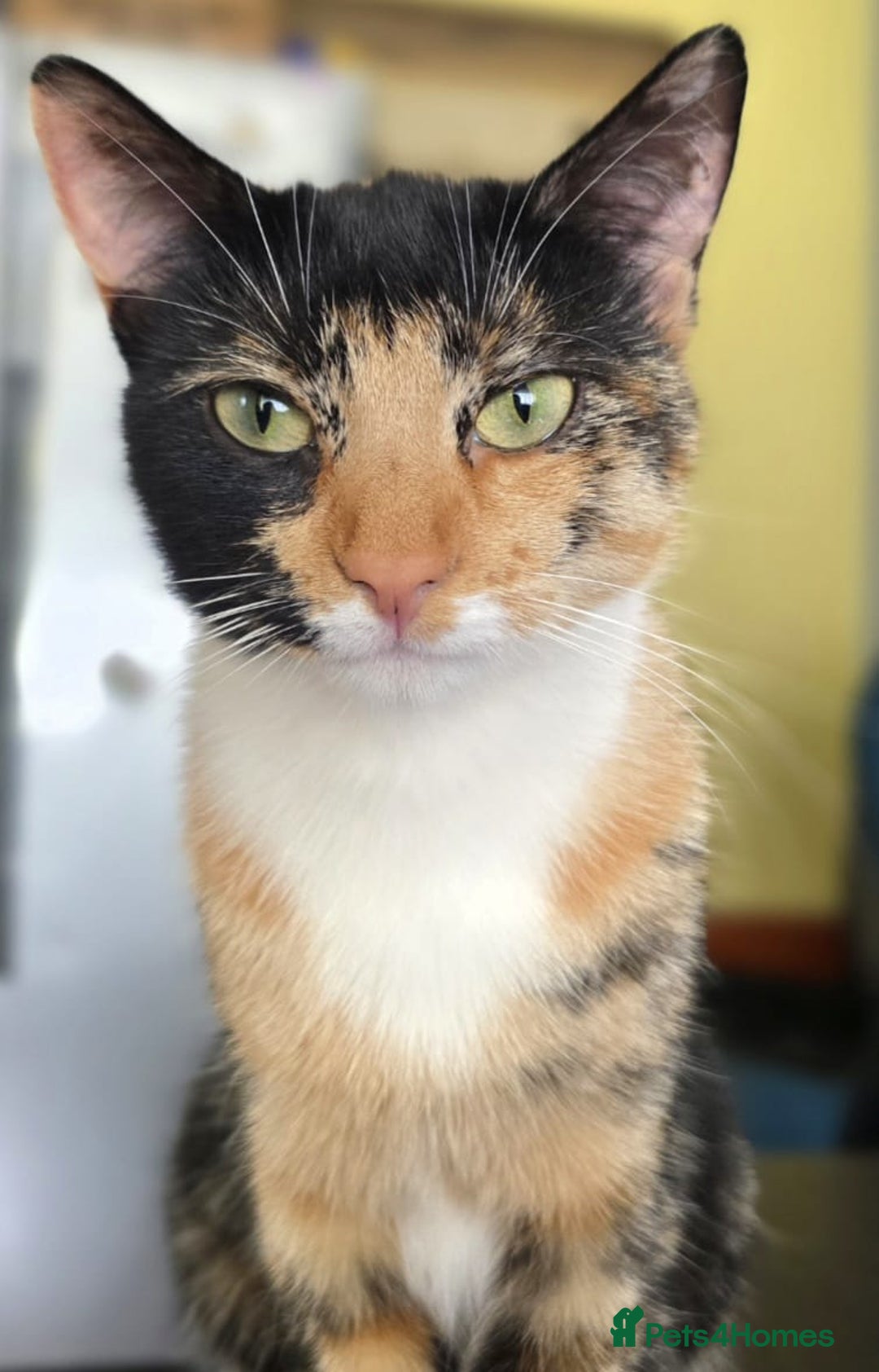 Mixed Breed cats for sale: Four Kittens for Sale - Advert 2