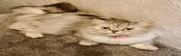 Persian cats for sale: 🐾 Stunning Pure Persian Kittens – Simba & Kovu 🐾 - Advert 13