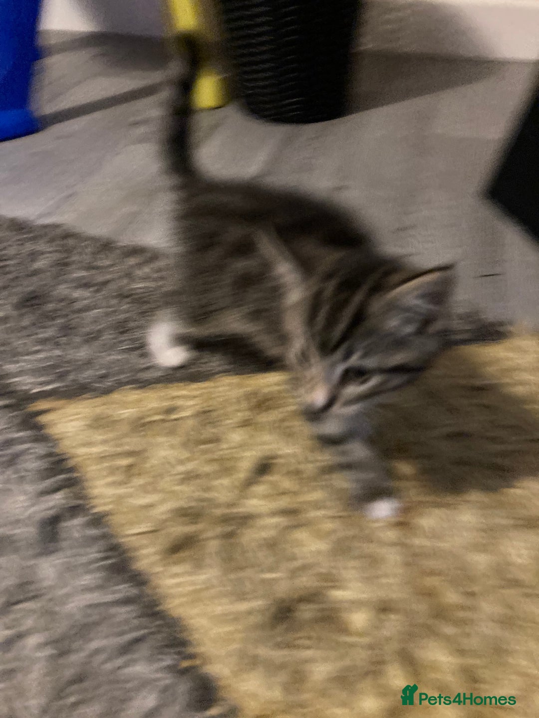 Mixed Breed cats for sale: 4 kittens - Advert 3