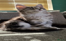 Maine Coon cats for sale: Pure Maine coon - Image 22